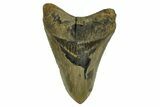 Fossil Megalodon Tooth - North Carolina #299404-1